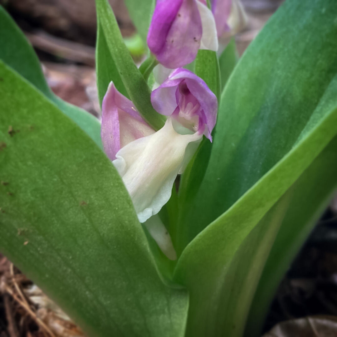 Orchids-Showy_Orchid-10-web.jpg